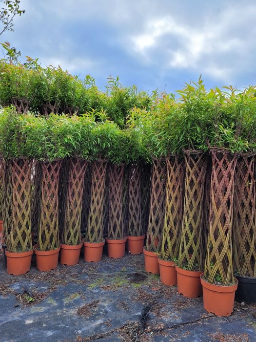 Wierzba pleciona American salix! 110cm!