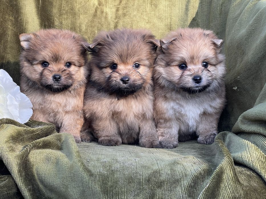 Дівчатка метис шпійорк