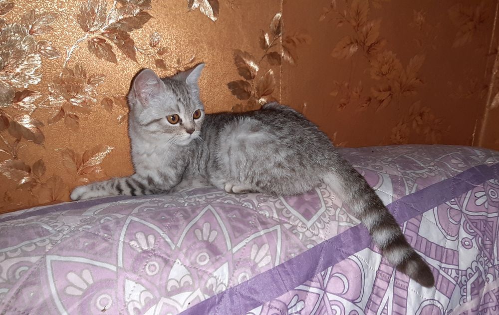 Котик британський 3 місяця.