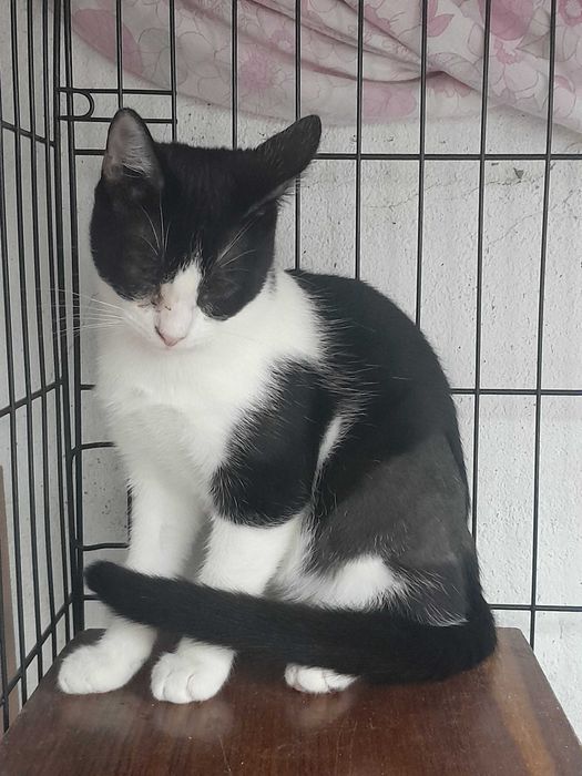 Gata Junior para adoção consciente