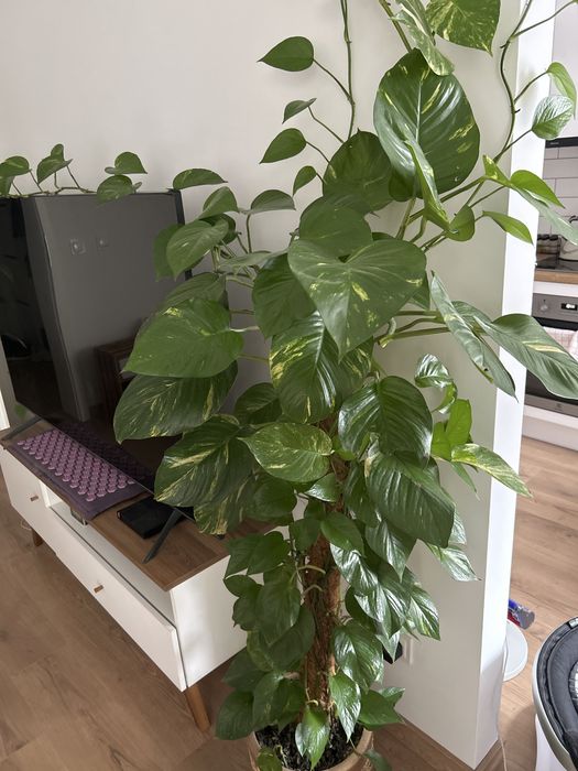 Duzy Kwiat Epipremnum aureum monstera
