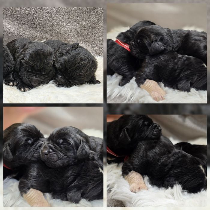 Nowofundland FCI ZKWP