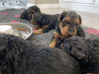 Terier walijski/Welsh Terrier