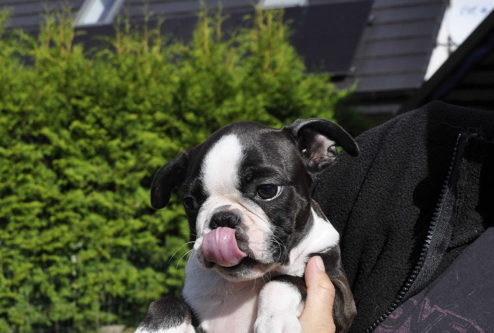 Śliczny, energiczny szczeniak Boston Terrier, gotowy do zmiany domu!