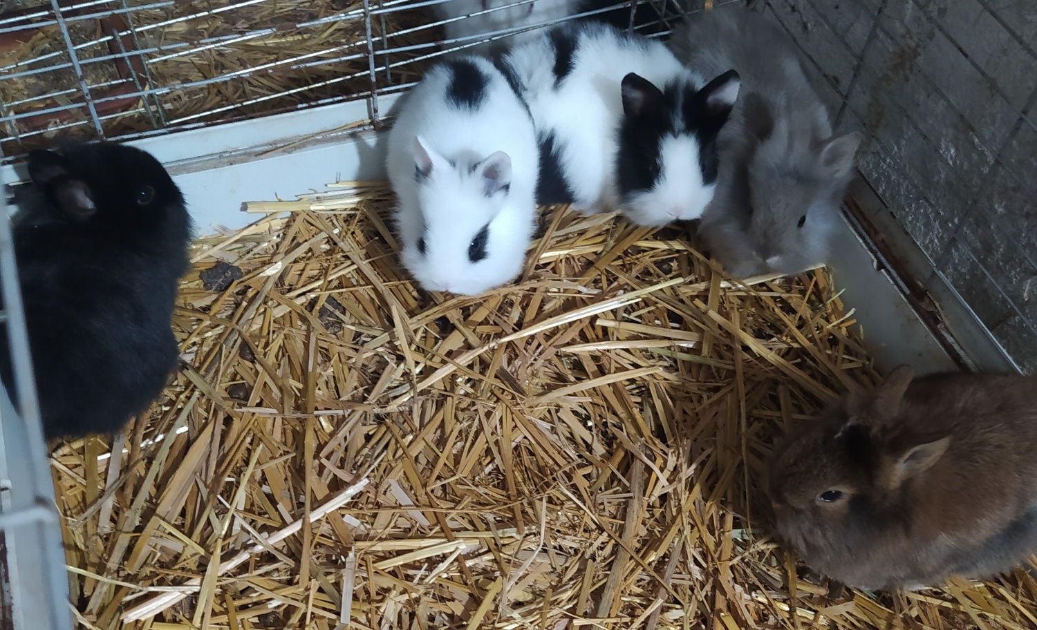 Króliczki miniaturki rasowe karzełki Teddy