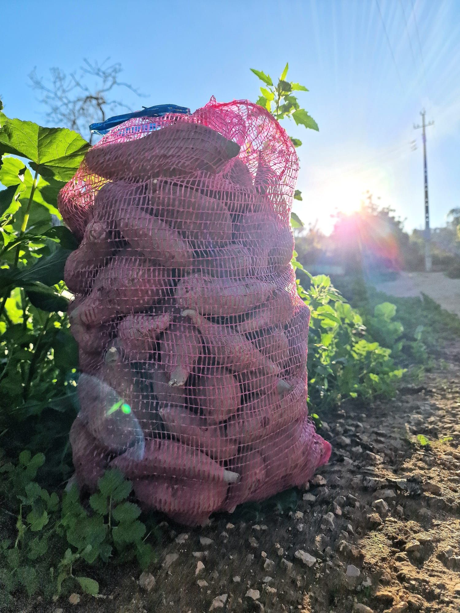 Temos batata doce de aljezur batatas agrias para cozer e fritar cebola