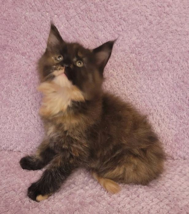 котята мейн-кунов из  международного питомника