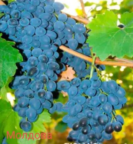 Виноград Молдова саджанець