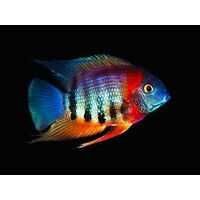 MISIEKZOO Pielęgnice - Pielęgnica Severum Rotkeil tylko 16 zł