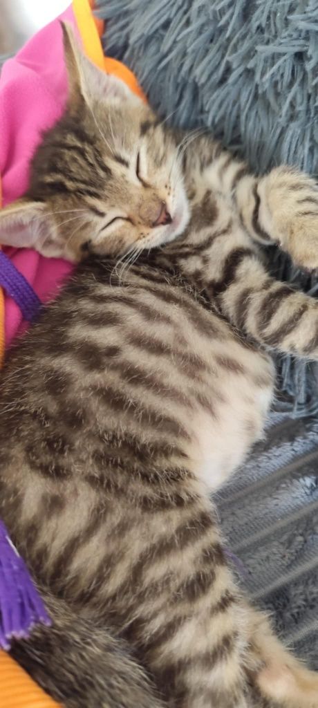 Joshua kocurek do adopcji od zaraz