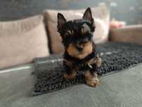 York Yorkshire Terrier suczka czarno złota