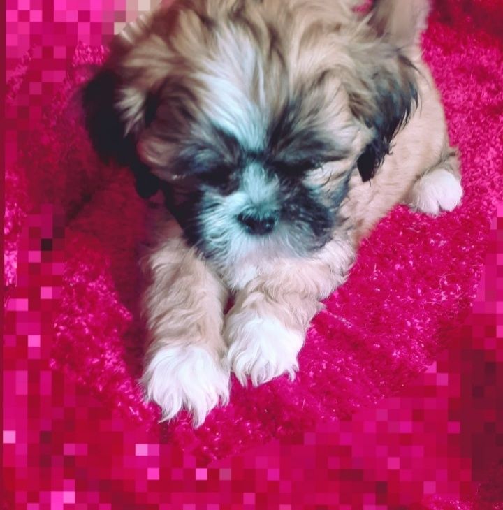 Lhasa apso kuzyn shih tzu