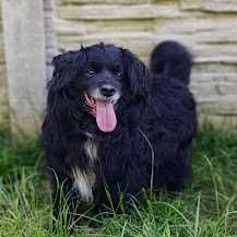 Teoś- niewielki, towarzyski pies, który utknął w schronisku!