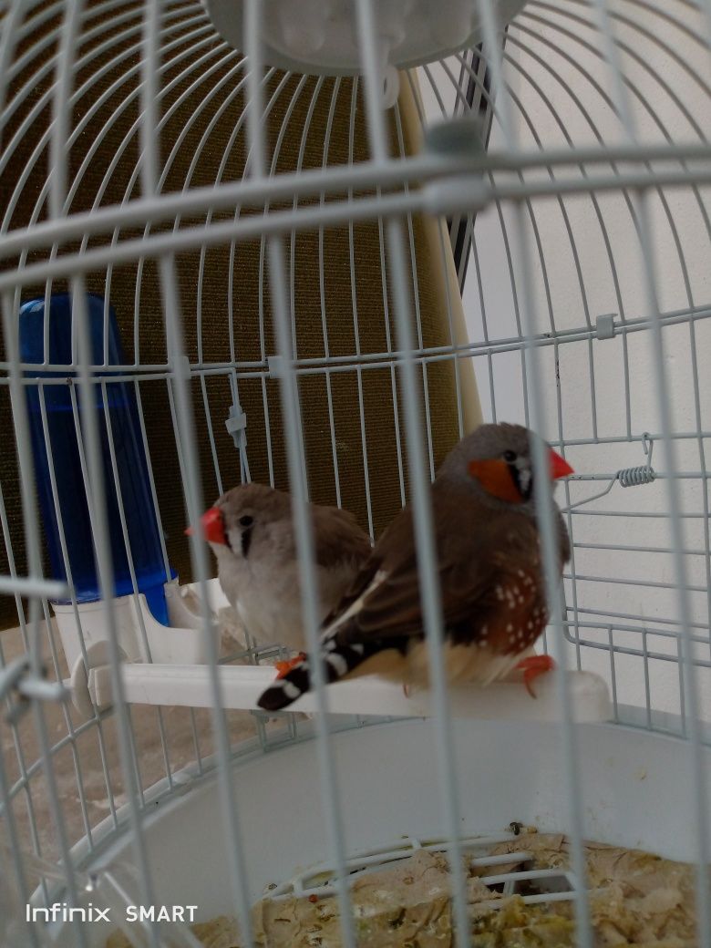 Passarinho zebra Finches