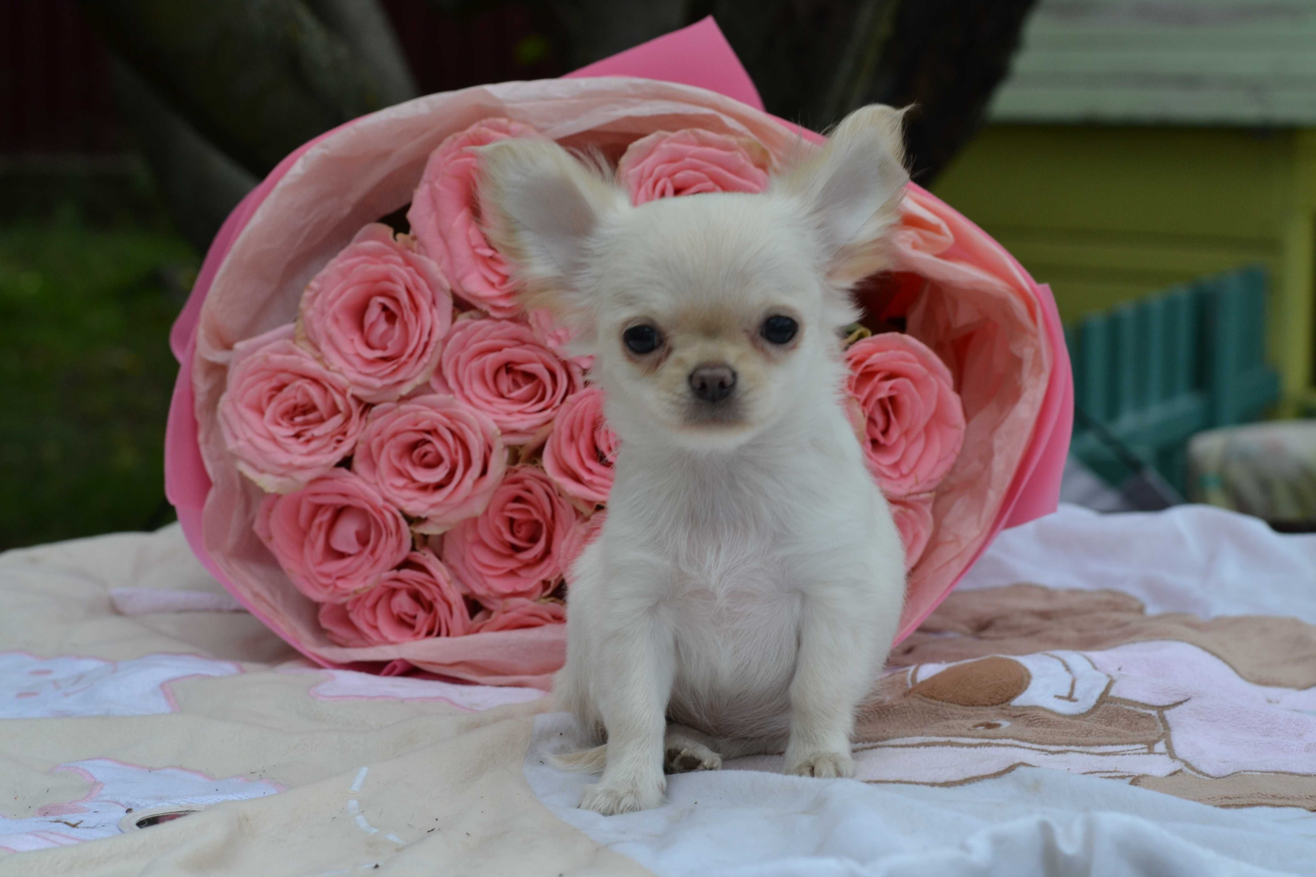 piękna dziewczynka chihuahua
