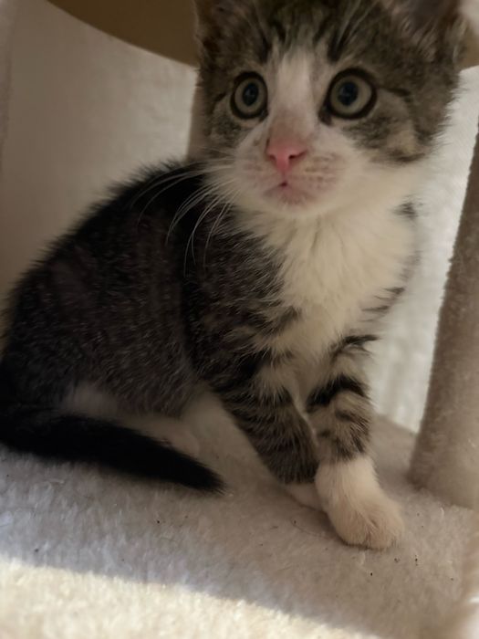 Oddam w dobre ręce kotki