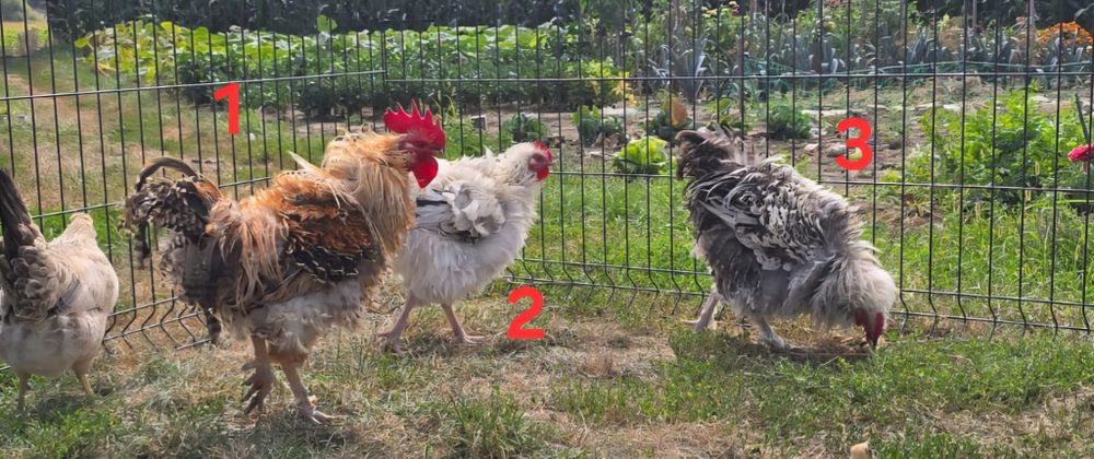 Kogut, kurczaki z własnego chowu