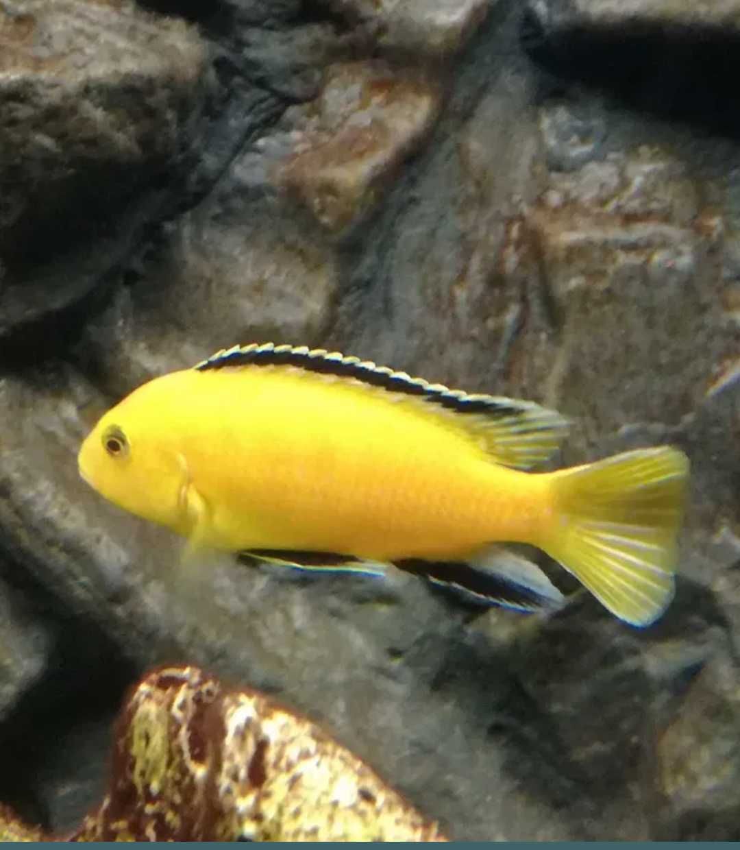 Pyszczaki Labidochromis caeruleus Yellow Kakusa