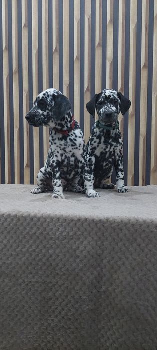 Dalmatyńczyk- suczka gotowa do odbioru