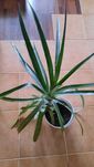 Ananas roślina doniczkowa
