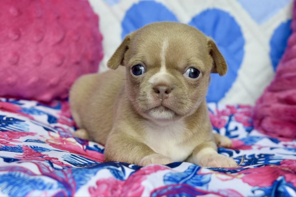 Chihuahua śliczny maluszek isabel