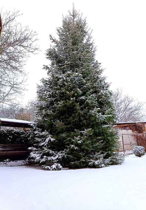 Будинок/коттедж/дім в Києві, мангал, альтанка