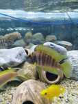 Altolamprologus calvus yellow tanganika