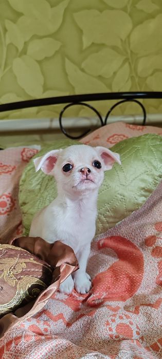 Девочка чихуахуа стандарт