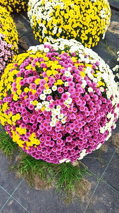 Sprzedam chryzantemy