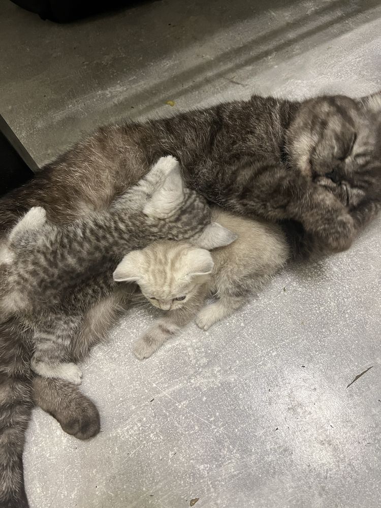 Котики в добрі руки