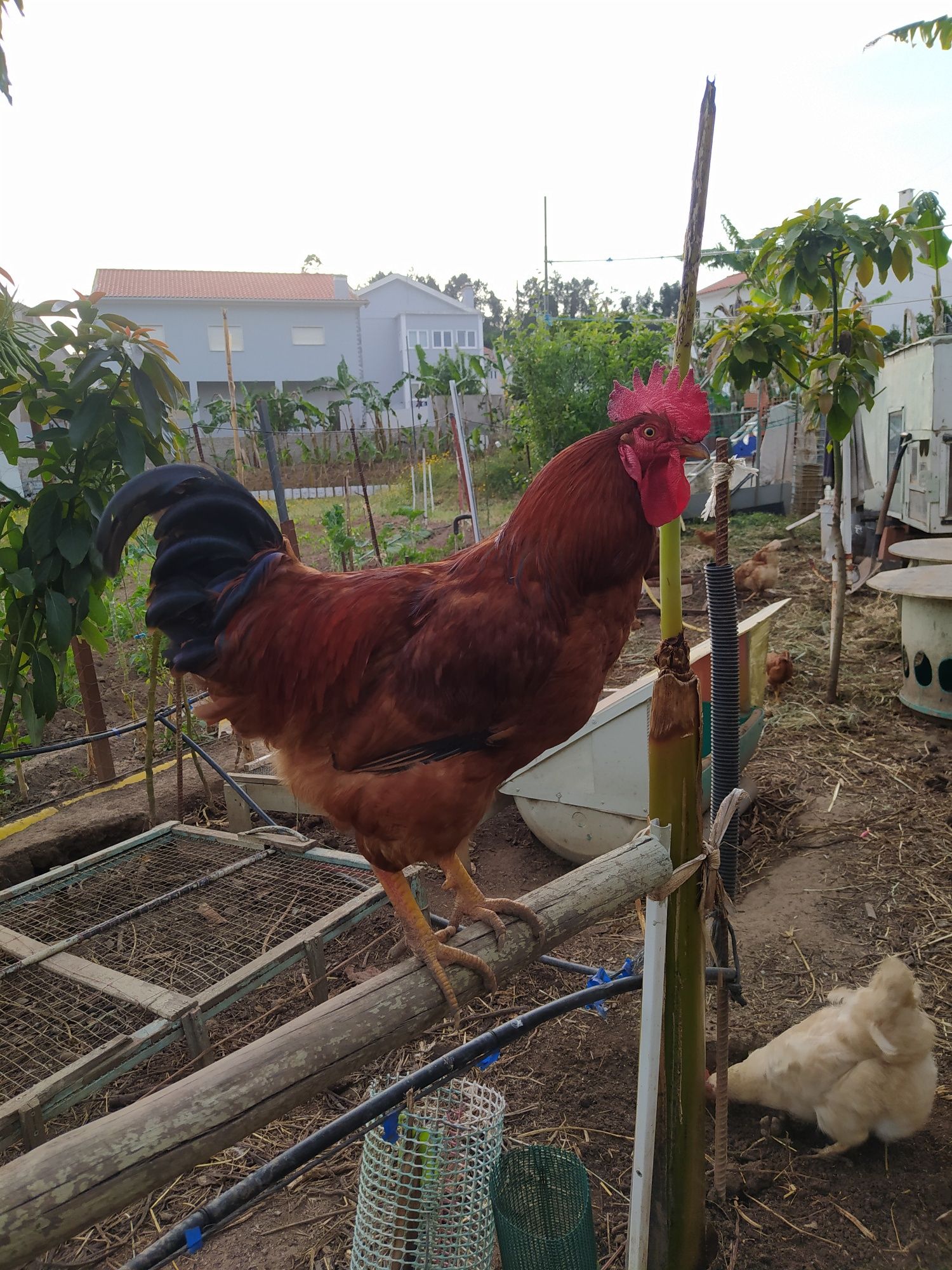 Frangos do campo,  Galos