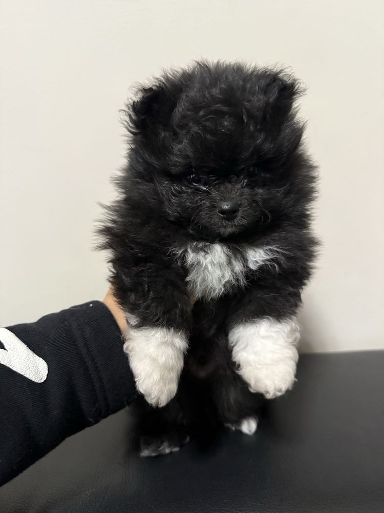 Szpic miniaturowy pomeranian suczka, samiec