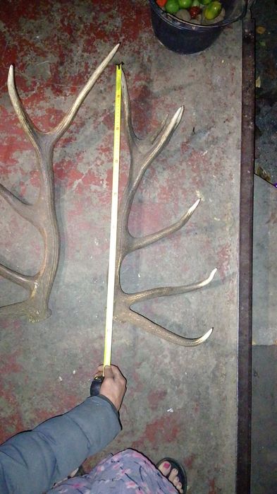 Продам рога оленя