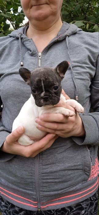 Французький бульдог цуценята