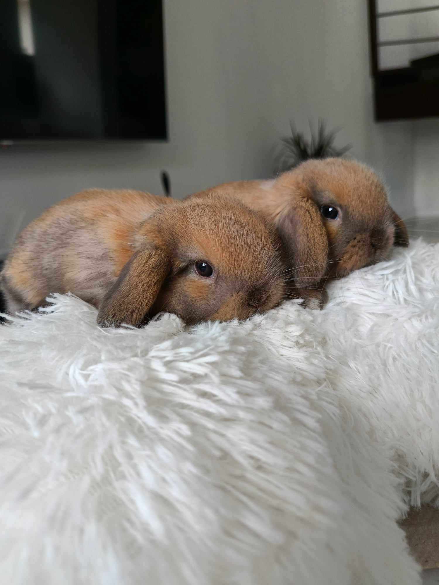 Mini lop karzełek Teddy hodowla zarejestrowana