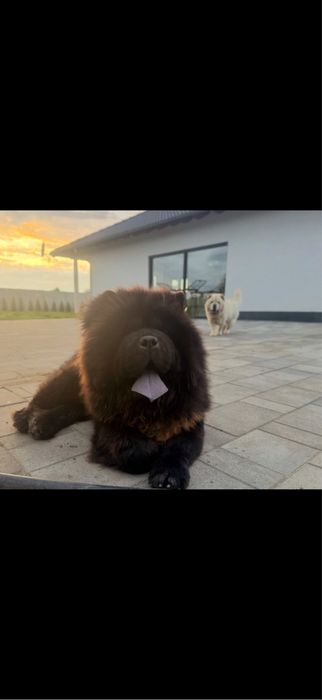 Suczka chow chow