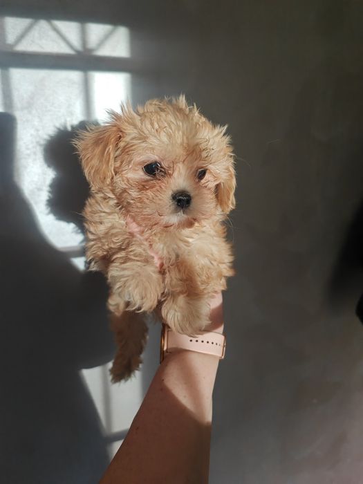 Maltipoo Baby Face karmelki One i On