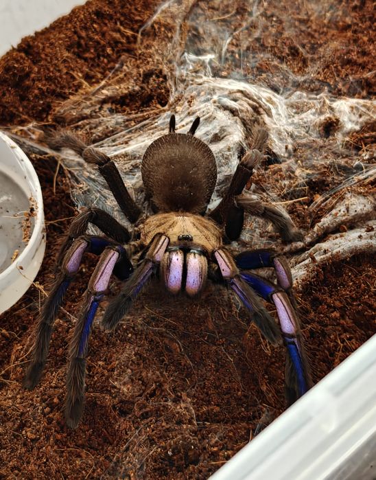 Pająk ptasznik Chilobrachys natanicharum ex. electric Blue L2