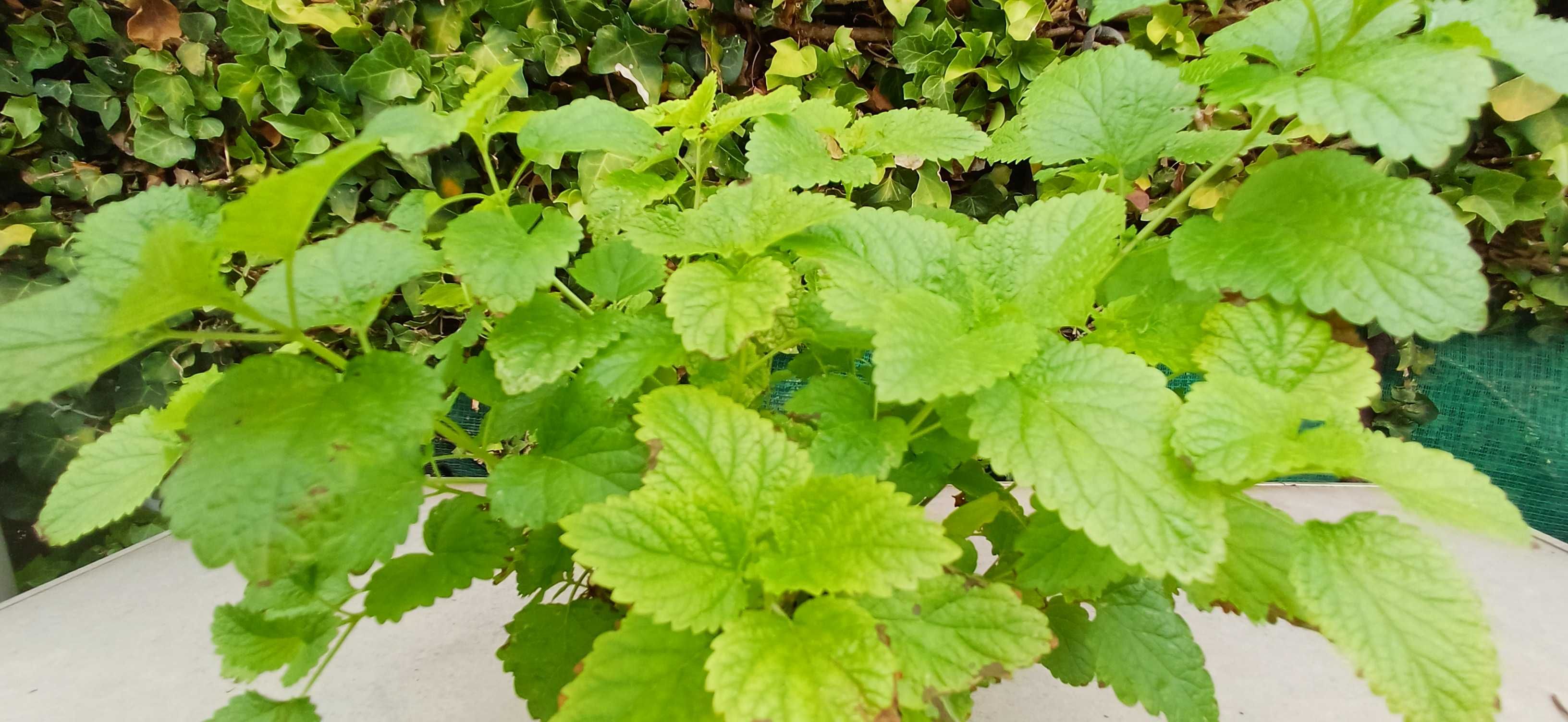 Planta Erva Cidreira em Vaso