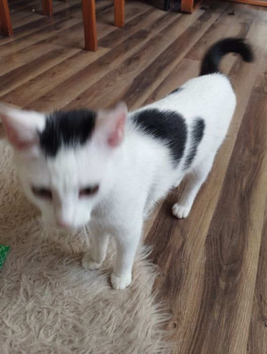 Oddam kotkę, drapak i resztę w dobre ręce