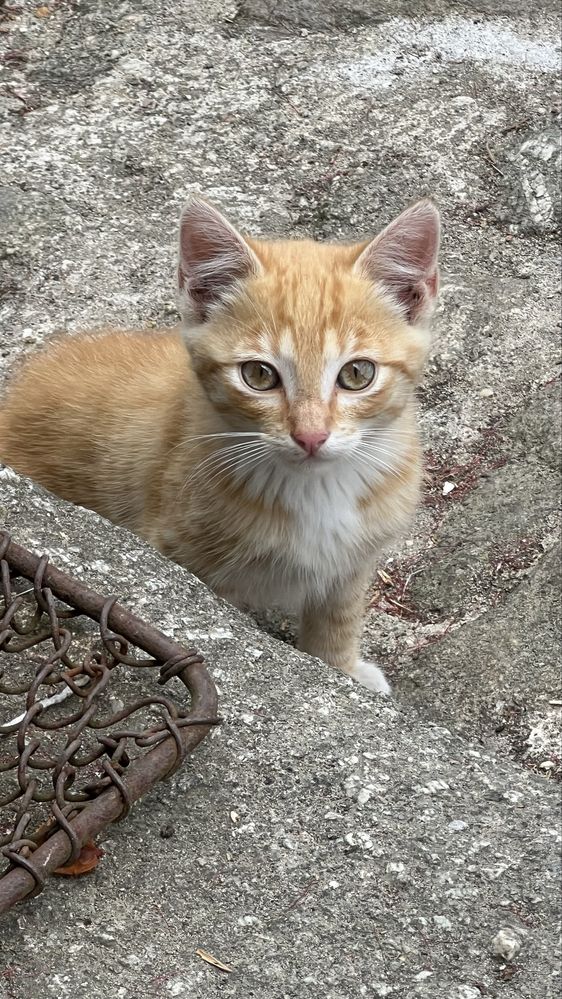 Gata bebe para adoção responsável