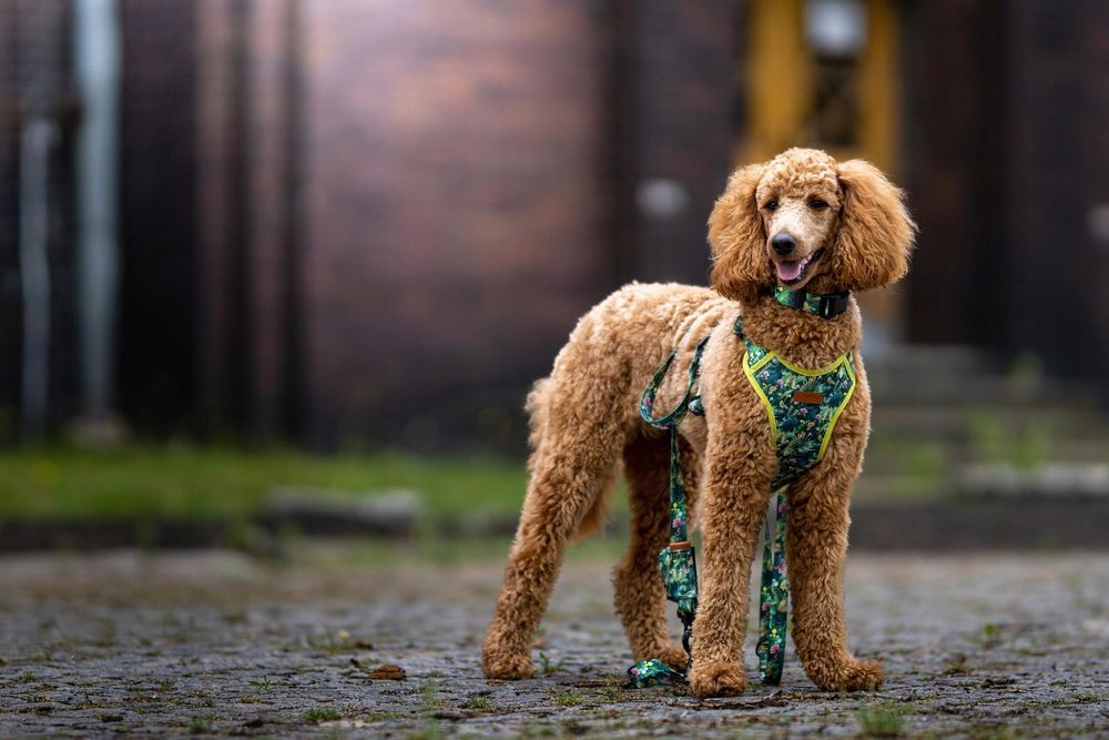 bandanka bandana chustka apaszka dla psa kundelka 25x22x16,5 cm m