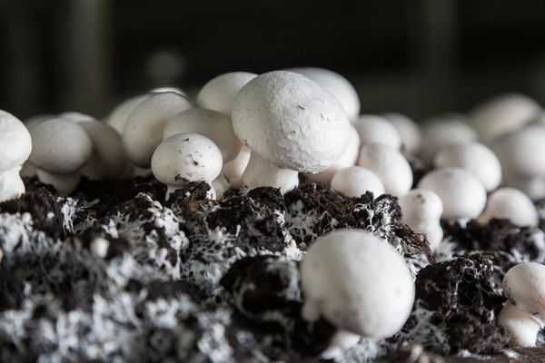 Мицелий шампиньонов - качественные и реально всхожие семена грибов