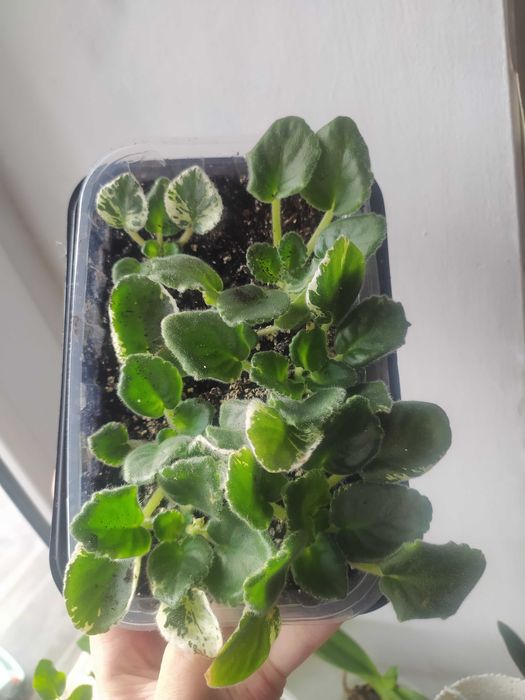 Фіалка дітки фіалки недорого 10-15 грн