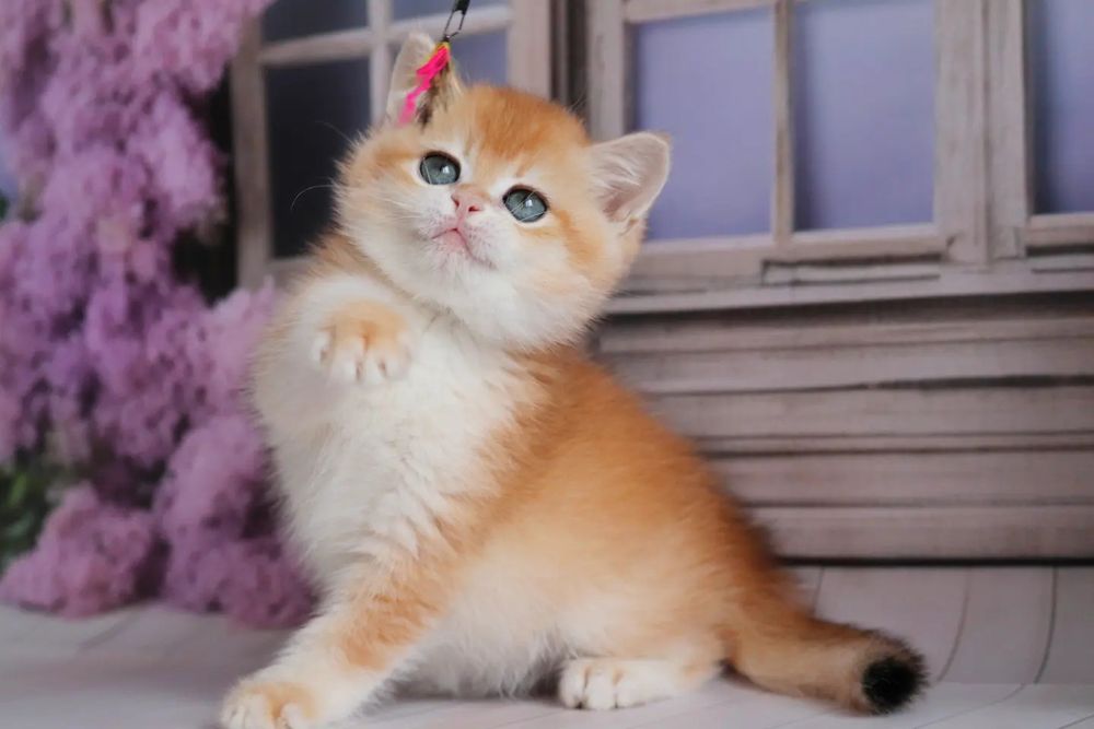 Золотая шиншилла девочка Камилла