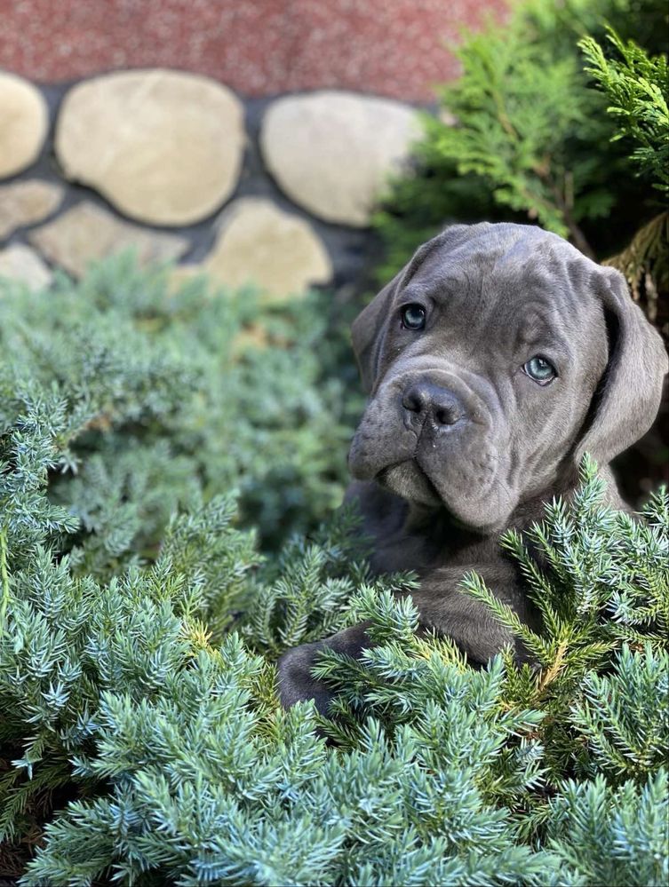 Топ щенки офііційного питомника-Cane corso