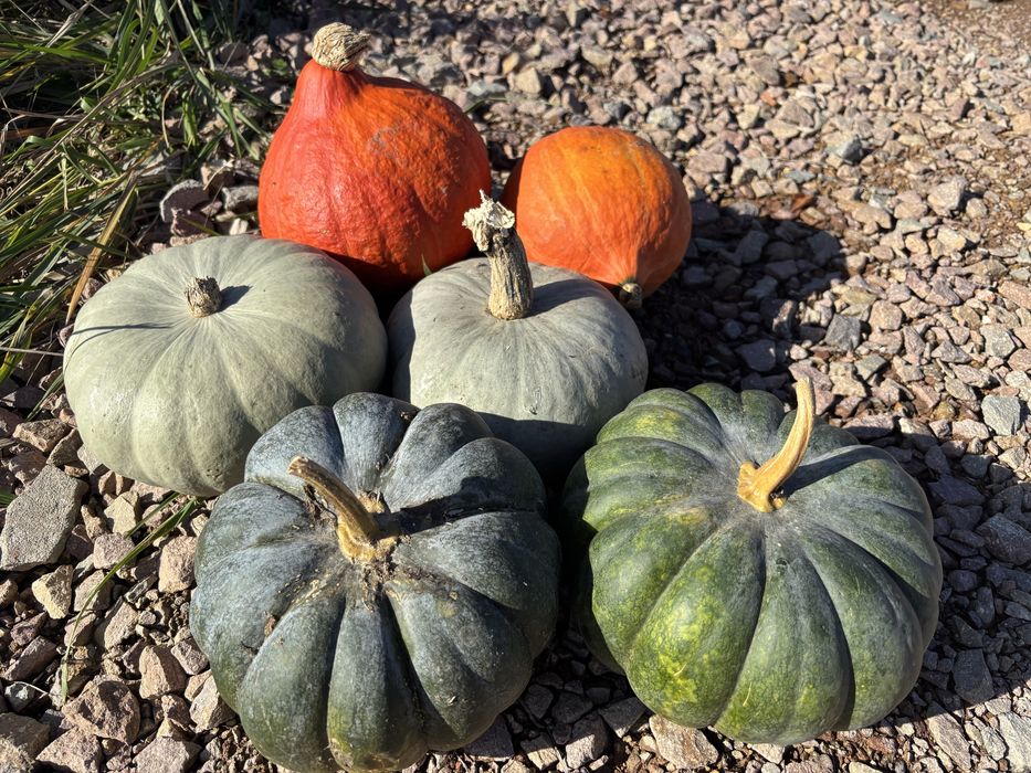 Dynia Muscat jadalna de provence muszkatołowa bio ekologiczna