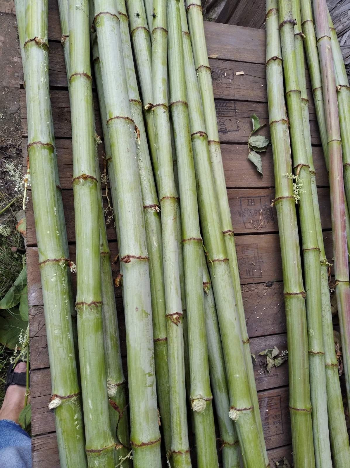 Ветви бамбука 1.5м