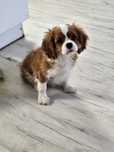 Cavalier King Charles Spaniel ZKwP