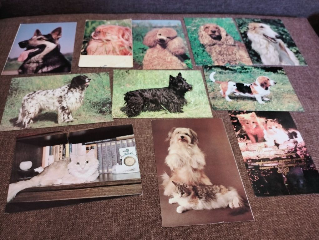 Советские открытки , тематика собаки